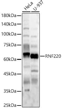RNF220 Antibody - Azide and BSA Free