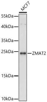 Zmat2 Antibody - Azide and BSA Free