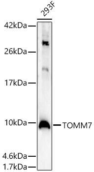 TOMM7 Antibody - Azide and BSA Free