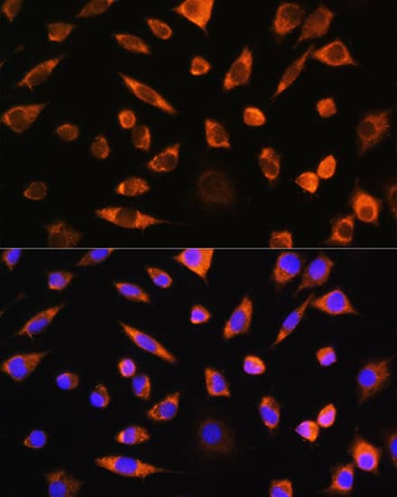 PEBP4 Antibody - Azide and BSA Free