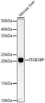 NRIF3 Antibody - Azide and BSA Free