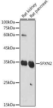 SFXN2 Antibody - Azide and BSA Free