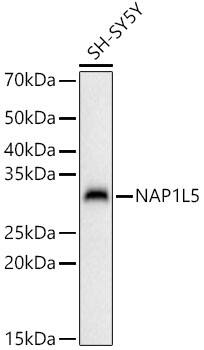 NAP1L5 Antibody - Azide and BSA Free