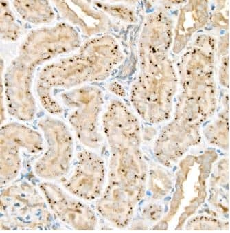 Wnt-2 Antibody - BSA Free