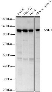 SND1 Antibody - Azide and BSA Free