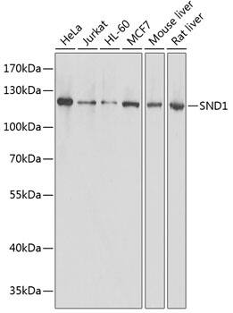 SND1 Antibody - Azide and BSA Free