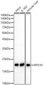 RPS10 Antibody - BSA Free