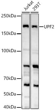 UPF2 Antibody - BSA Free