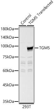 Transglutaminase 5 Antibody - BSA Free