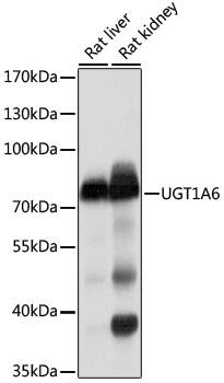 UGT1A6 Antibody - BSA Free
