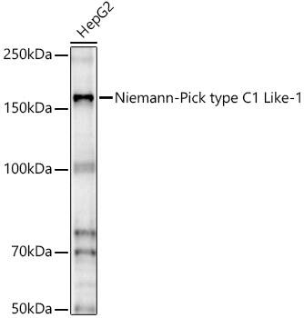 Niemann-Pick type C1 Like-1 Antibody - BSA Free