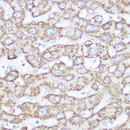 NDUFB7 Antibody - Azide and BSA Free