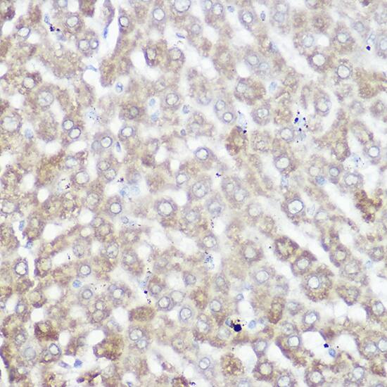 NDUFB7 Antibody - Azide and BSA Free
