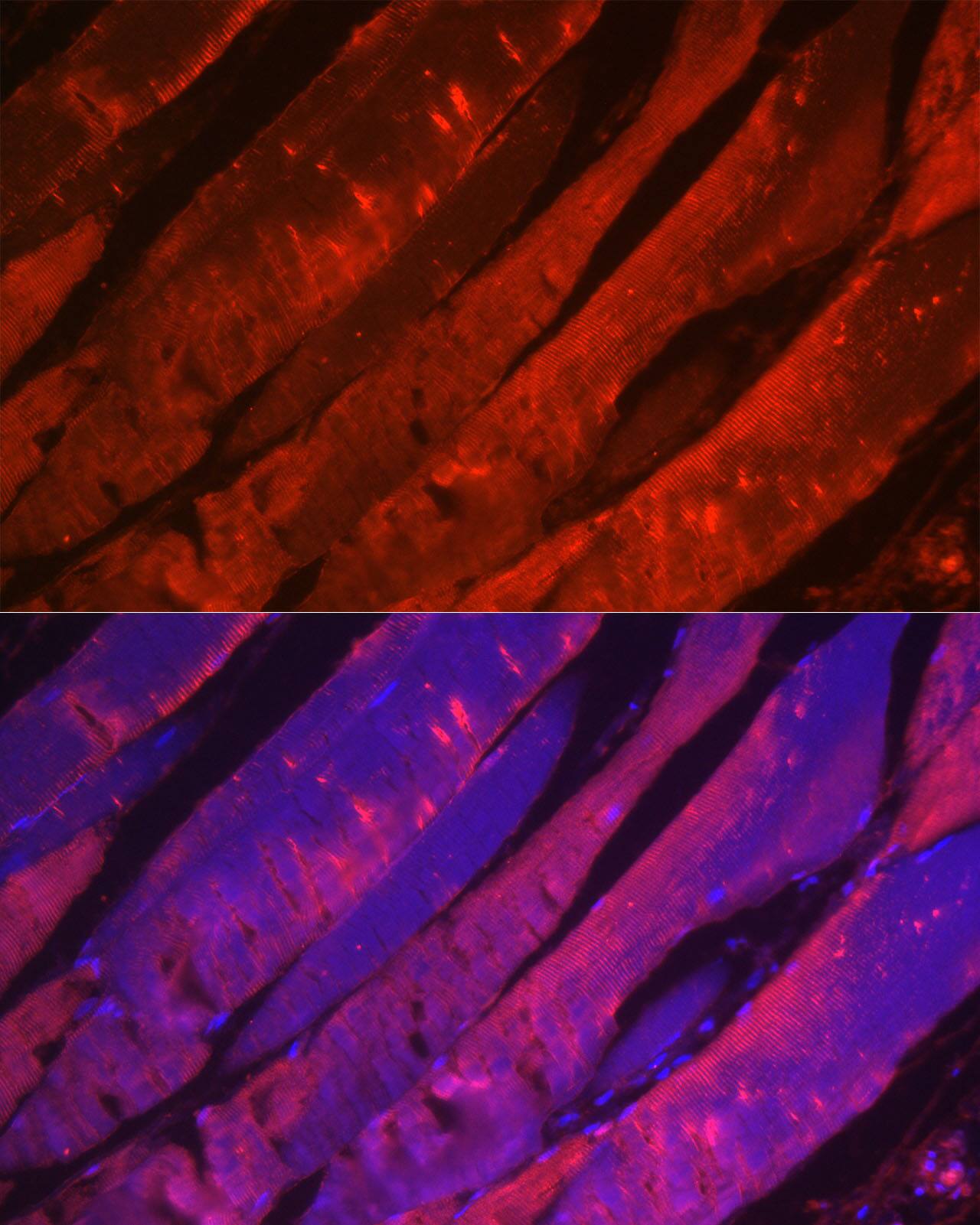Myosin heavy chain 2 Antibody - Azide and BSA Free