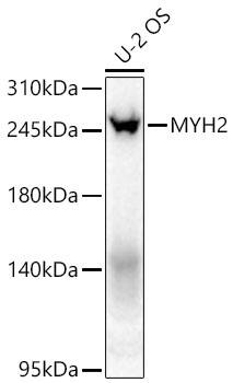 Myosin heavy chain 2 Antibody - Azide and BSA Free