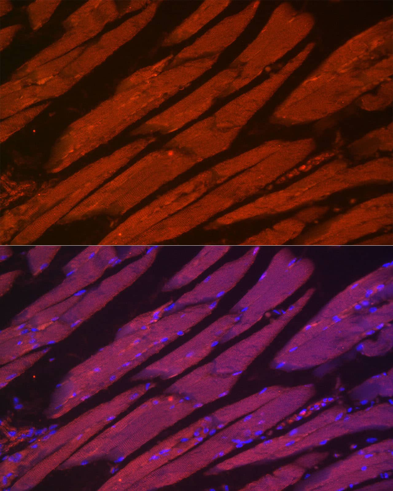 Myosin heavy chain 2 Antibody - Azide and BSA Free