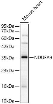 NDUFA9 Antibody - BSA Free