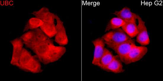 Ubiquitin C Antibody - BSA Free
