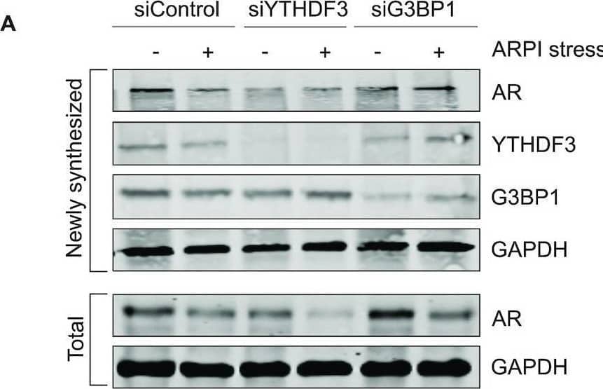 YTHDF3 Antibody - BSA Free