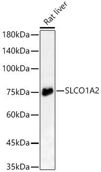 SLCO1A2 Antibody - Azide and BSA Free