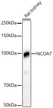 NCOA7 Antibody - Azide and BSA Free