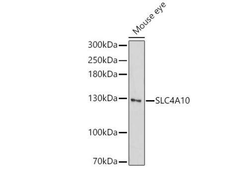 SLC4A10 Antibody - Azide and BSA Free