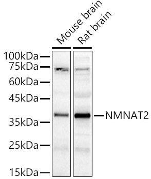 NMNAT-2 Antibody NMNAT-2 Antibody