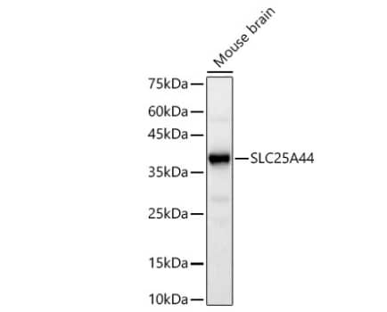 SLC25A44 Antibody - Azide and BSA Free