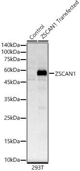 ZSCAN1 Antibody - Azide and BSA Free