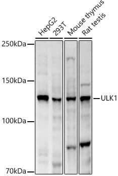 ULK1 Antibody - Azide and BSA Free