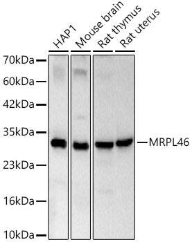 MRPL46 Antibody - Azide and BSA Free