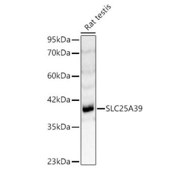 SLC25A39 Antibody - Azide and BSA Free