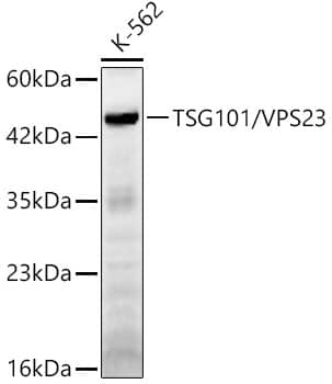 TSG101 Antibody - Azide and BSA Free