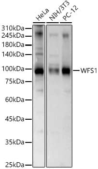 WFS1 Antibody - BSA Free