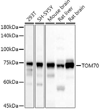 TOM70 Antibody - Azide and BSA Free