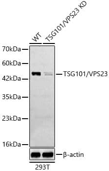 TSG101 Antibody - Azide and BSA Free