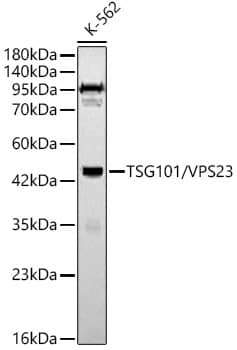 TSG101 Antibody - Azide and BSA Free