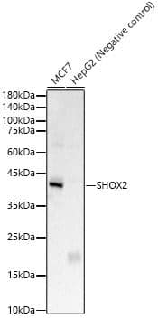 SHOX2 Antibody - BSA Free