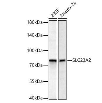 SLC23A2 Antibody - Azide and BSA Free