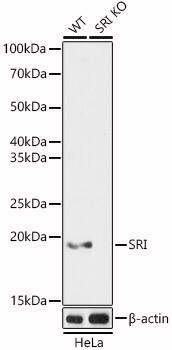 SRI Antibody - BSA Free