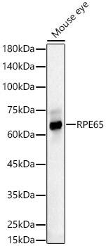 RPE65 Antibody - BSA Free