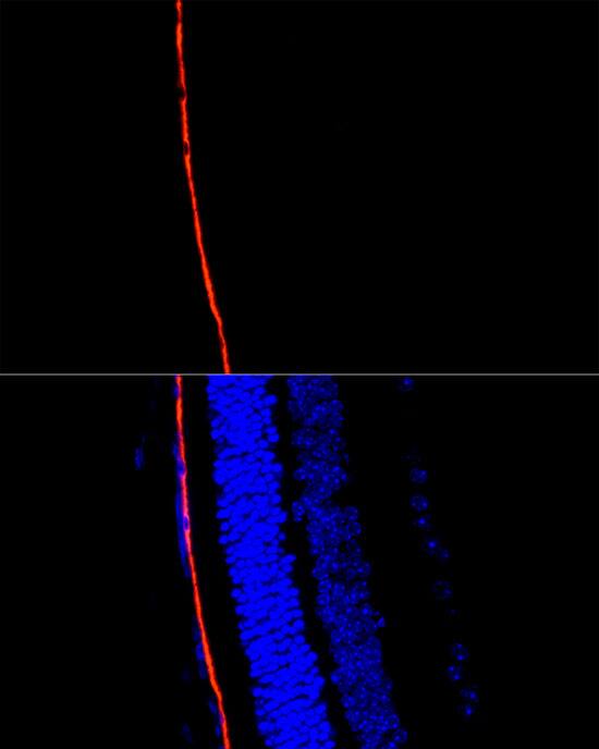 RPE65 Antibody - BSA Free