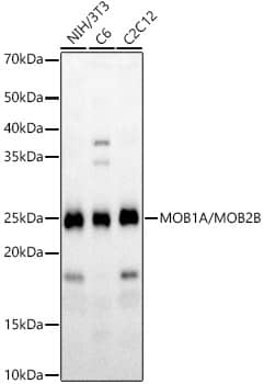 MOB4A/MOBKL1B Antibody - Azide and BSA Free