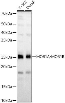 MOB4A/MOBKL1B Antibody - Azide and BSA Free
