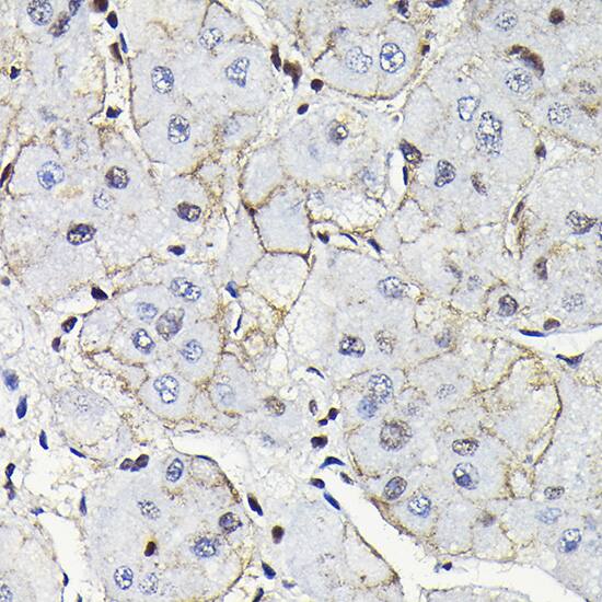 Notch-1 Antibody - Azide and BSA Free