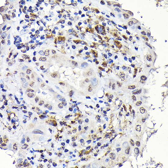 Notch-1 Antibody - Azide and BSA Free