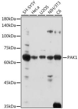 PAK1 Antibody - Azide and BSA Free