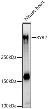 Ryanodine Receptor 2 Antibody - Azide and BSA Free