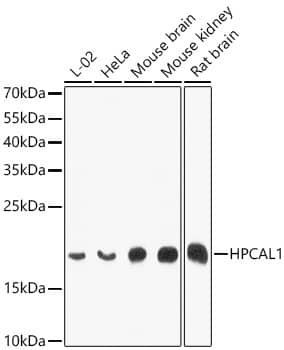 VILIP3 Antibody - BSA Free