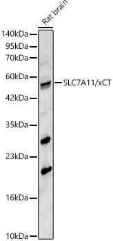 xCT Antibody - Azide and BSA Free